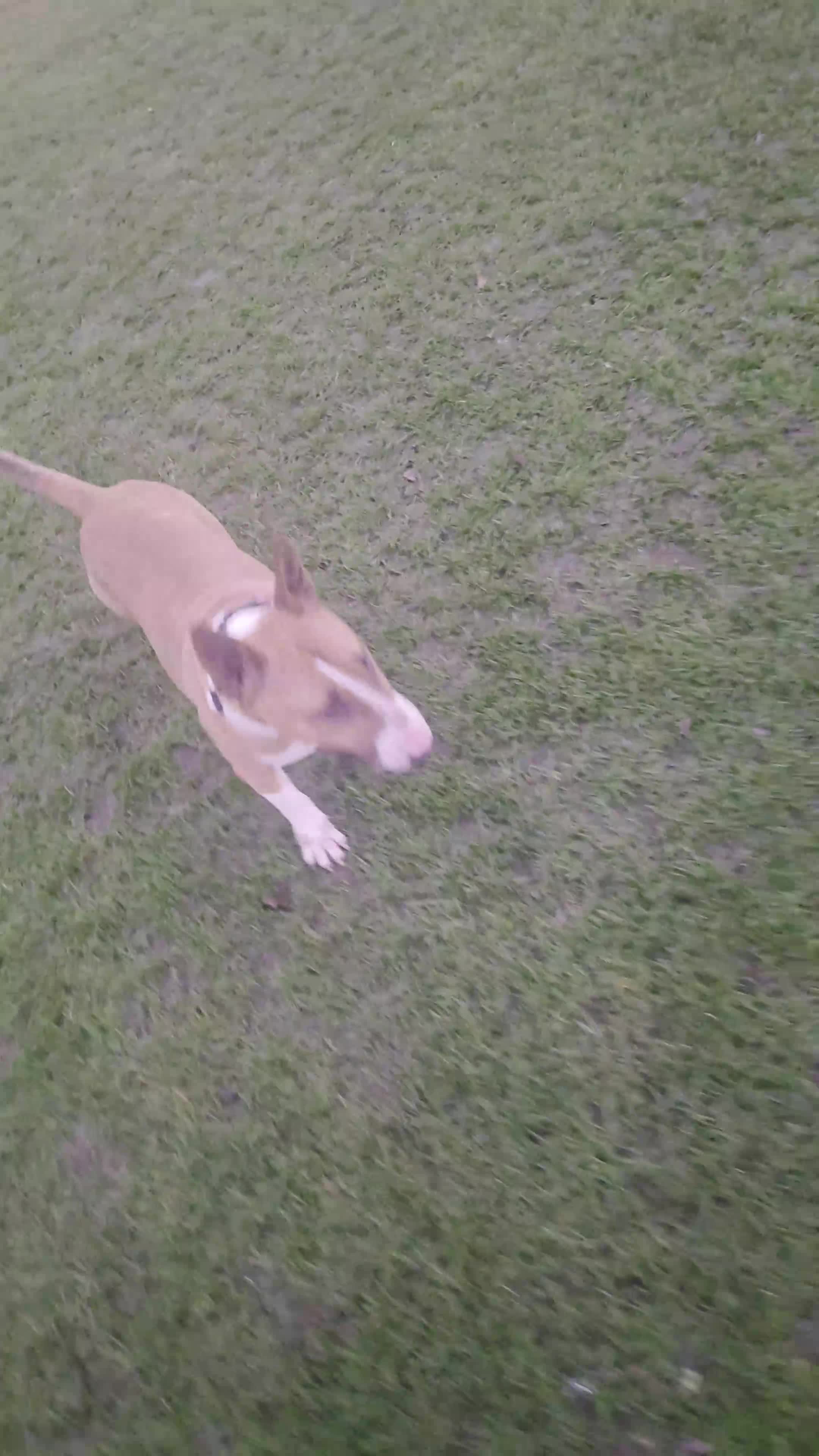 English Bull Terrier dogs for sale: English bull terrier - Video 1