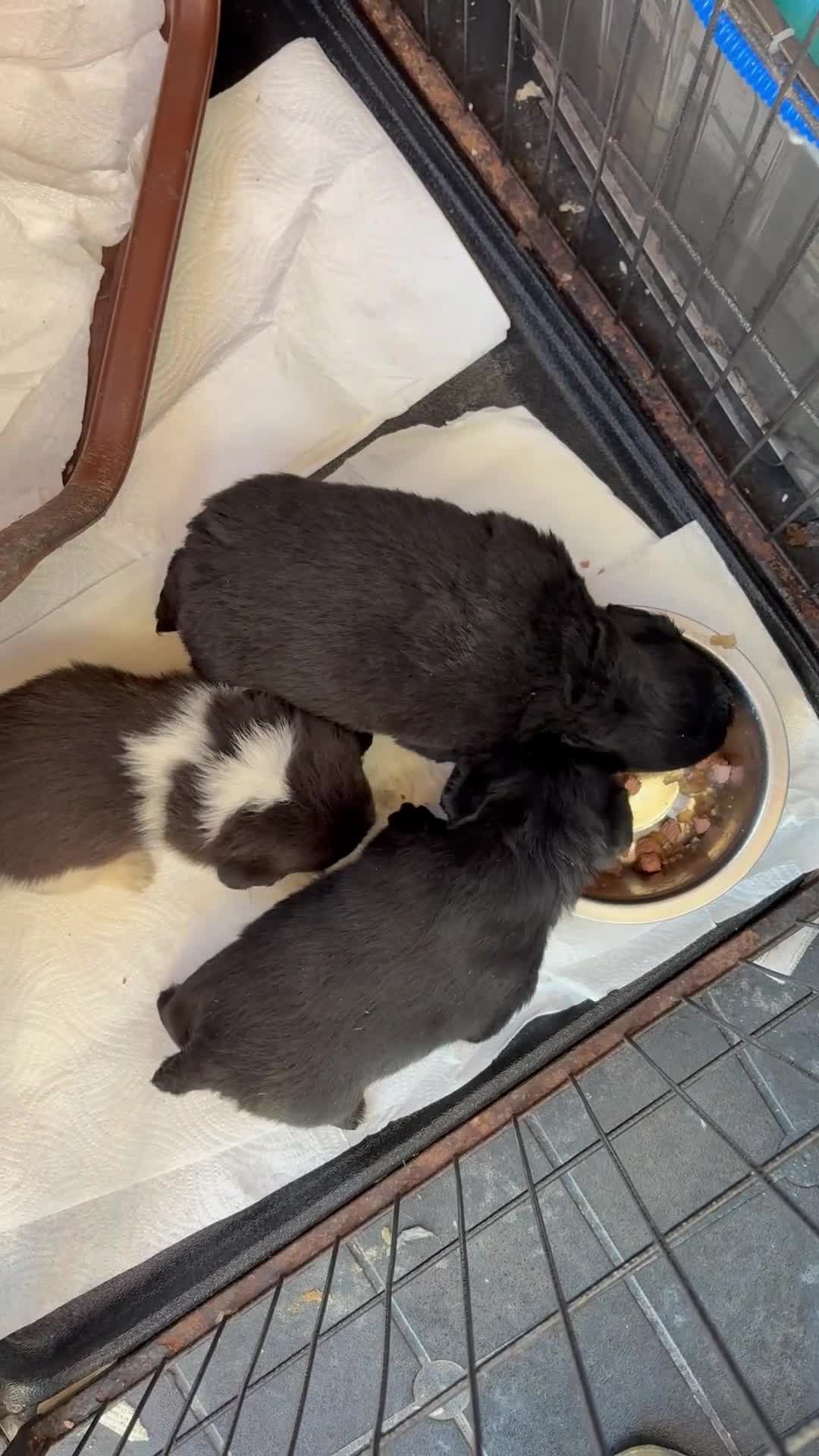 Mixed Breed dogs for sale: 3 CockerJack x Pomeranian Puppies - Video 1