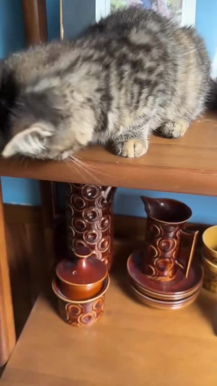 British Shorthair cats for sale: Pure British Shorthair Girls Ready Now! - Video 1