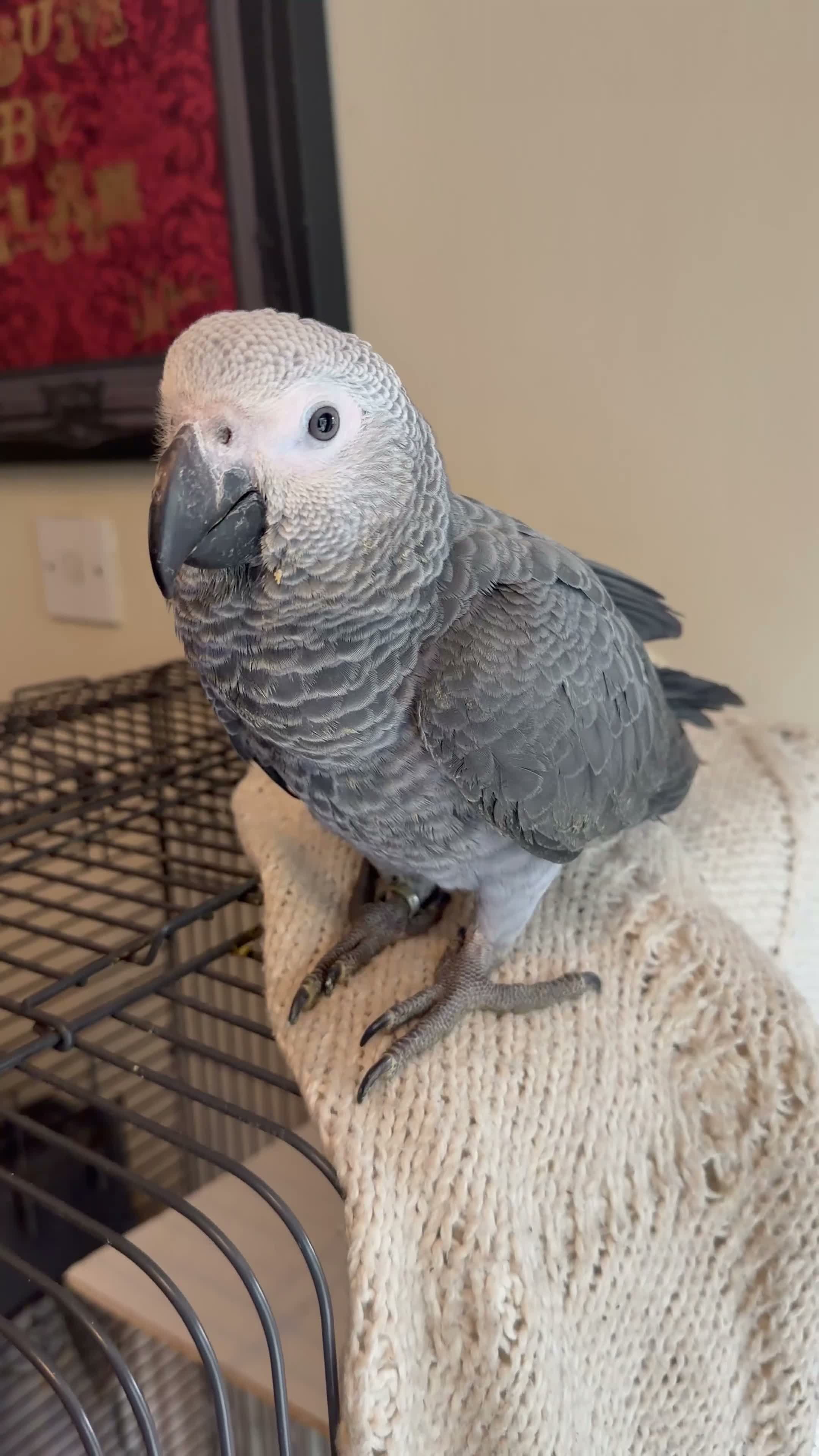 Parrots birds for sale: Hand Reared Baby African Grey - Video 1