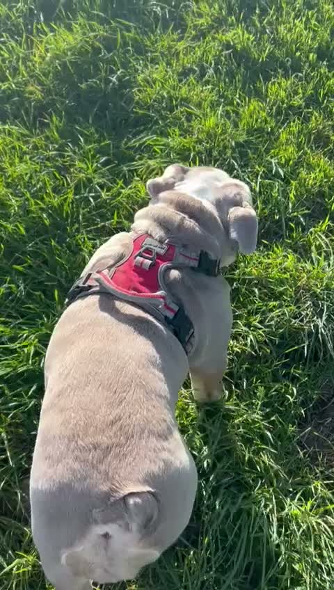 English Bulldog dogs for sale: Reluctantly Rehoming Our Beloved English Bulldog  - Video 1