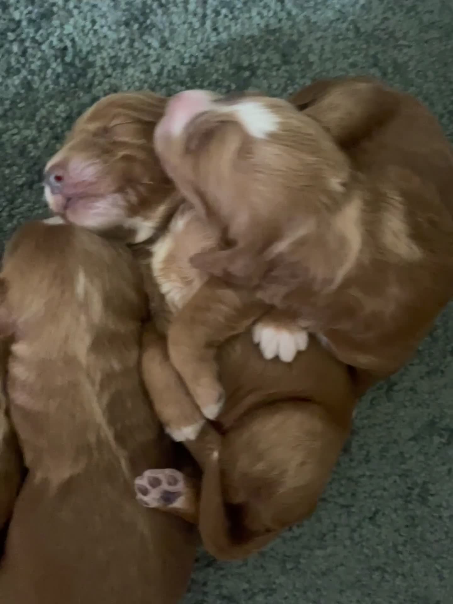Cockapoo dogs for sale: 🌸Extensively health tested F1 Cockapoo’s🌸 - Video 2