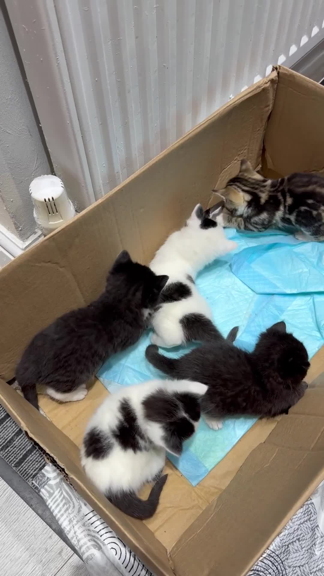 Mixed Breed cats for sale: 5 kittens for sale  - Video 1