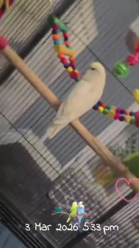 Budgerigars birds for sale: 2 Buggies  male and female with the cage  in Nuneaton - Video 1