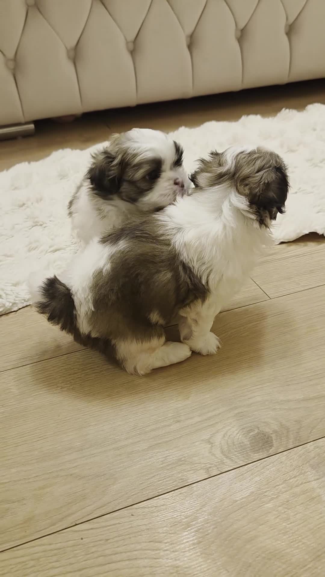 Shih Tzu dogs for sale: Little puppies are looking for lovely home - Video 2