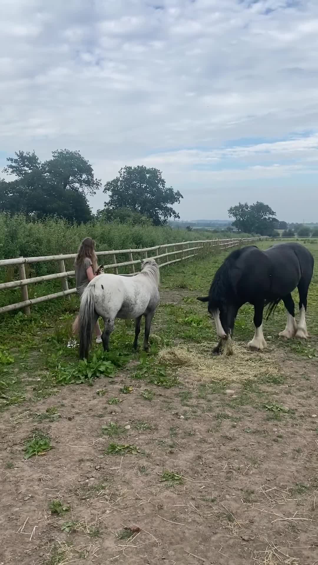 Appaloosa horses for sale: 4 yr old, project pony / lead rein  - Video 2