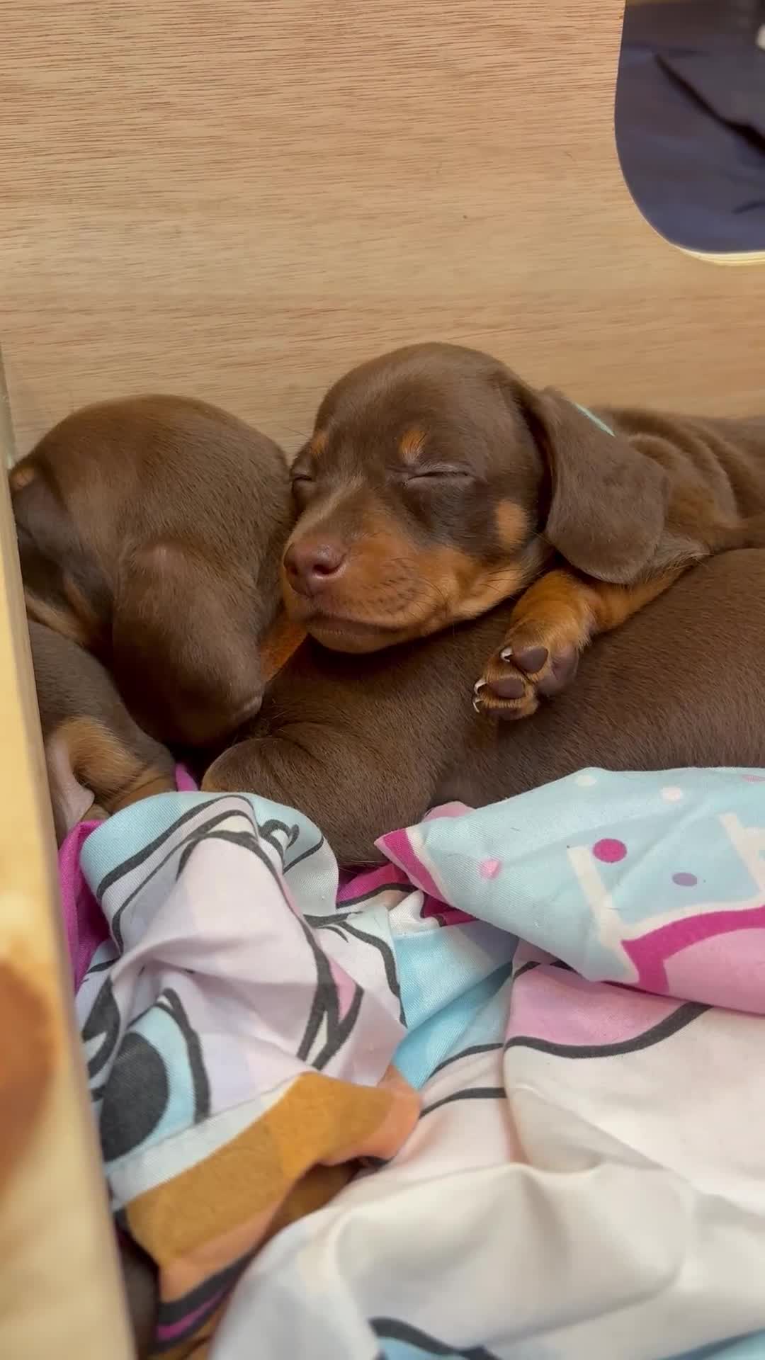 Miniature Dachshund dogs for sale: KC Registered Miniature Dachshund Puppies - Video 2