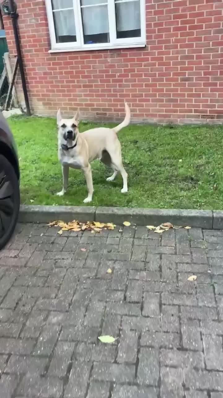 Mixed Breed dogs for adoption: COOPER - 2 Years Old, Mixed Breed Boy - Video 3