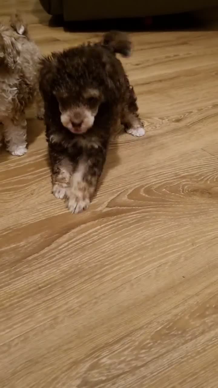 Toy Poodle dogs for sale: Merl Boy toy poodle  - Video 1