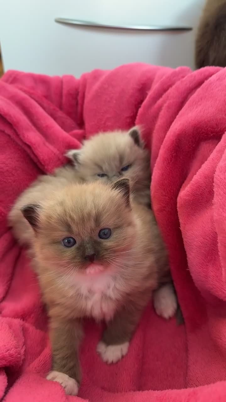 Ragdoll cats for sale: 2 Elegant Champion Bloodline Siblings  - Video 3