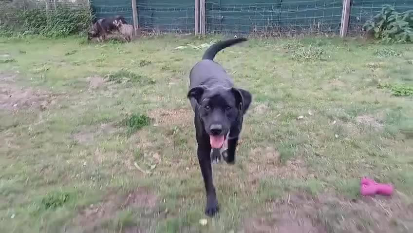 Mixed Breed dogs for adoption: Meet SHEAMUS - a handsome boy for a confident Home - Video 3