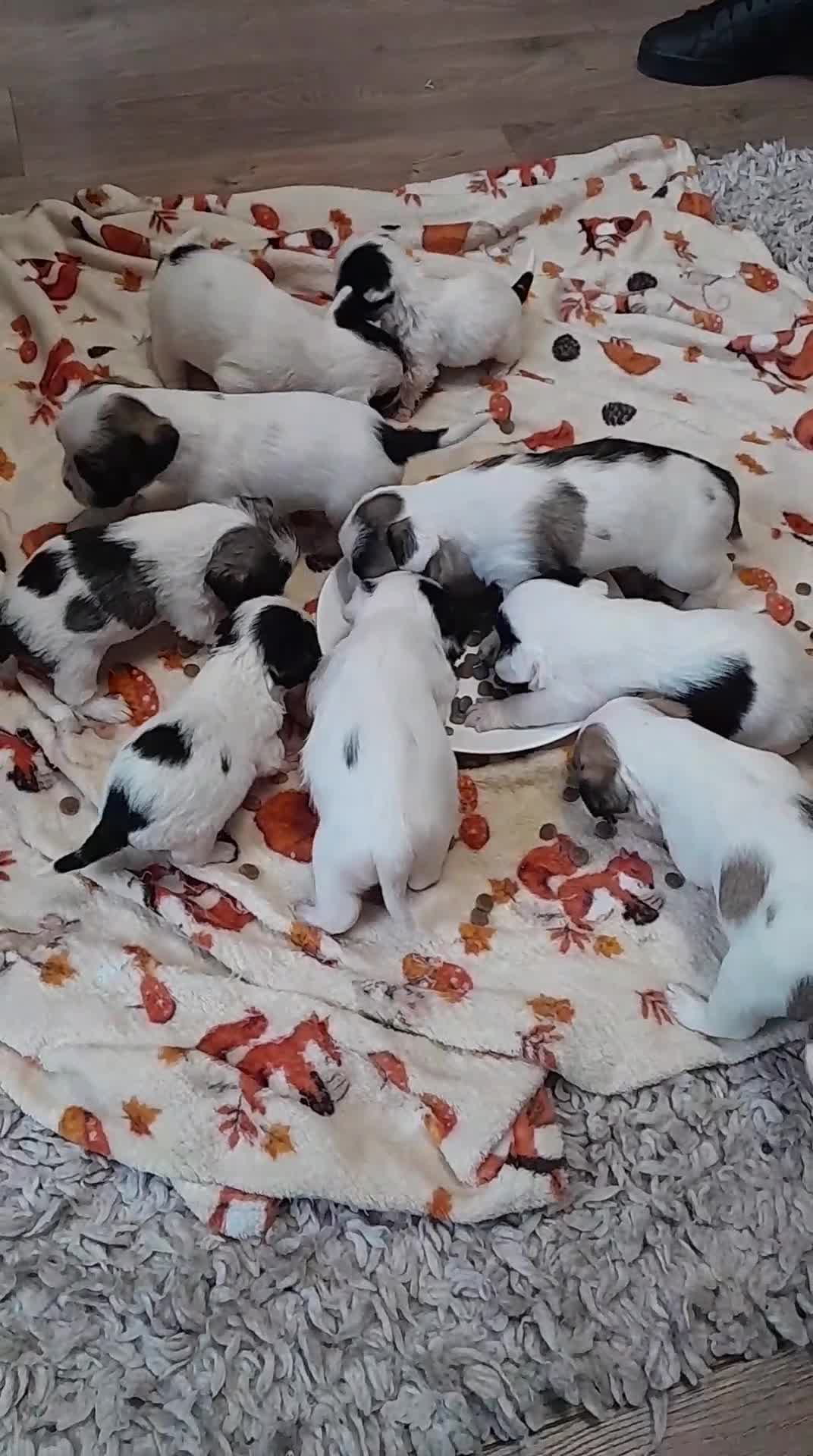 Mixed Breed dogs for sale: Frenchie/lhasa apso - Video 1