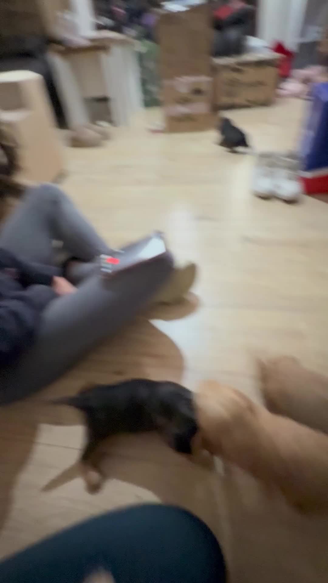 Cocker Spaniel dogs for sale: Gorgeously adorable Show Cocker Spaniels - Video 3