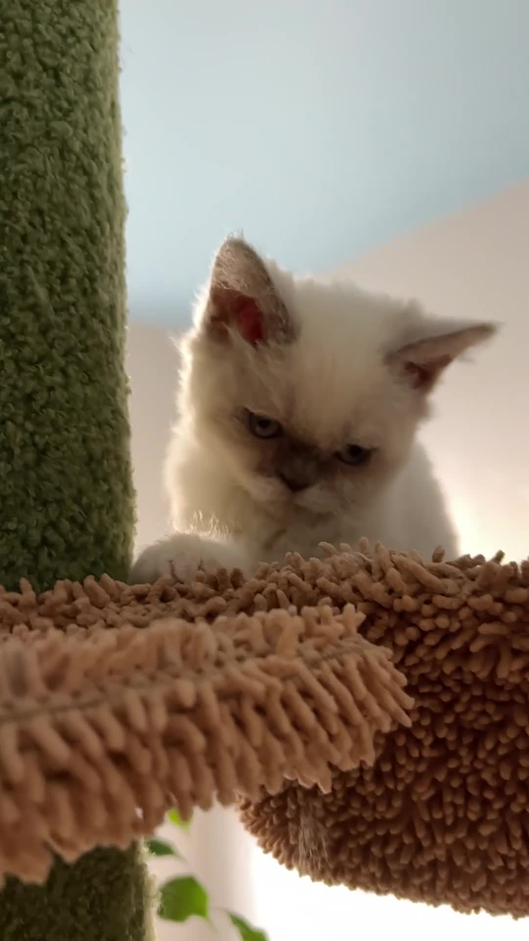 Selkirk Rex cats for sale: SELKIRK REX KITTENS  😻 - Video 5