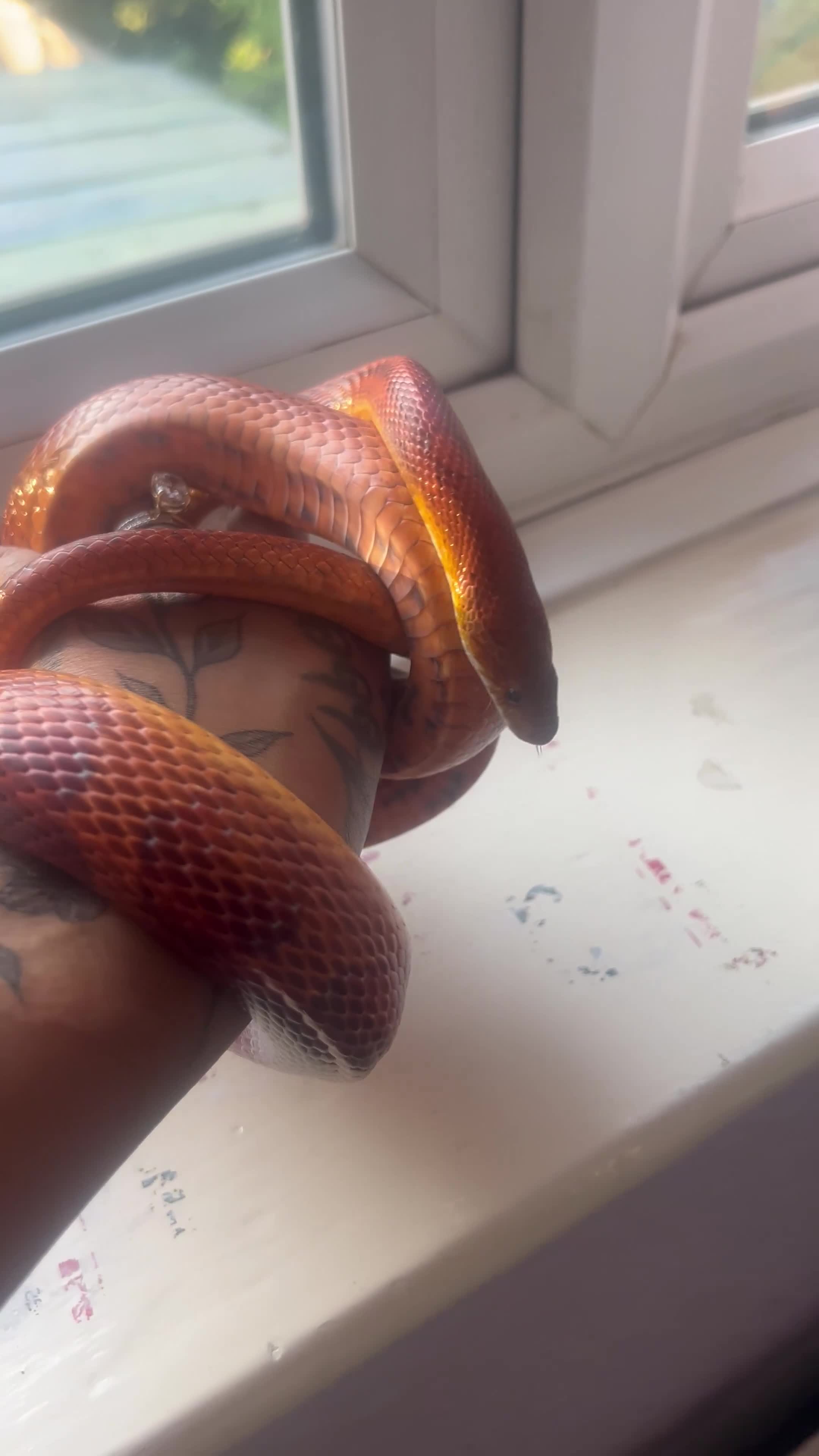Corn Snake reptiles for sale: 6year old male corn snake - Video 1