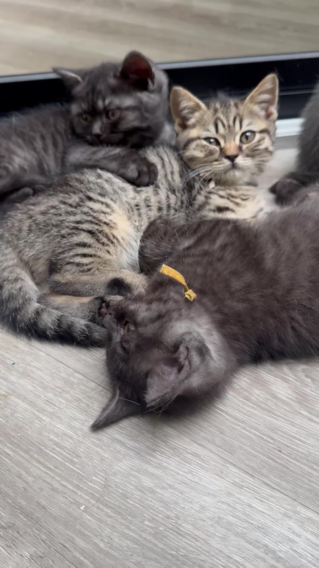 Scottish Fold cats for sale: Scottish straight kittens registered  - Video 4