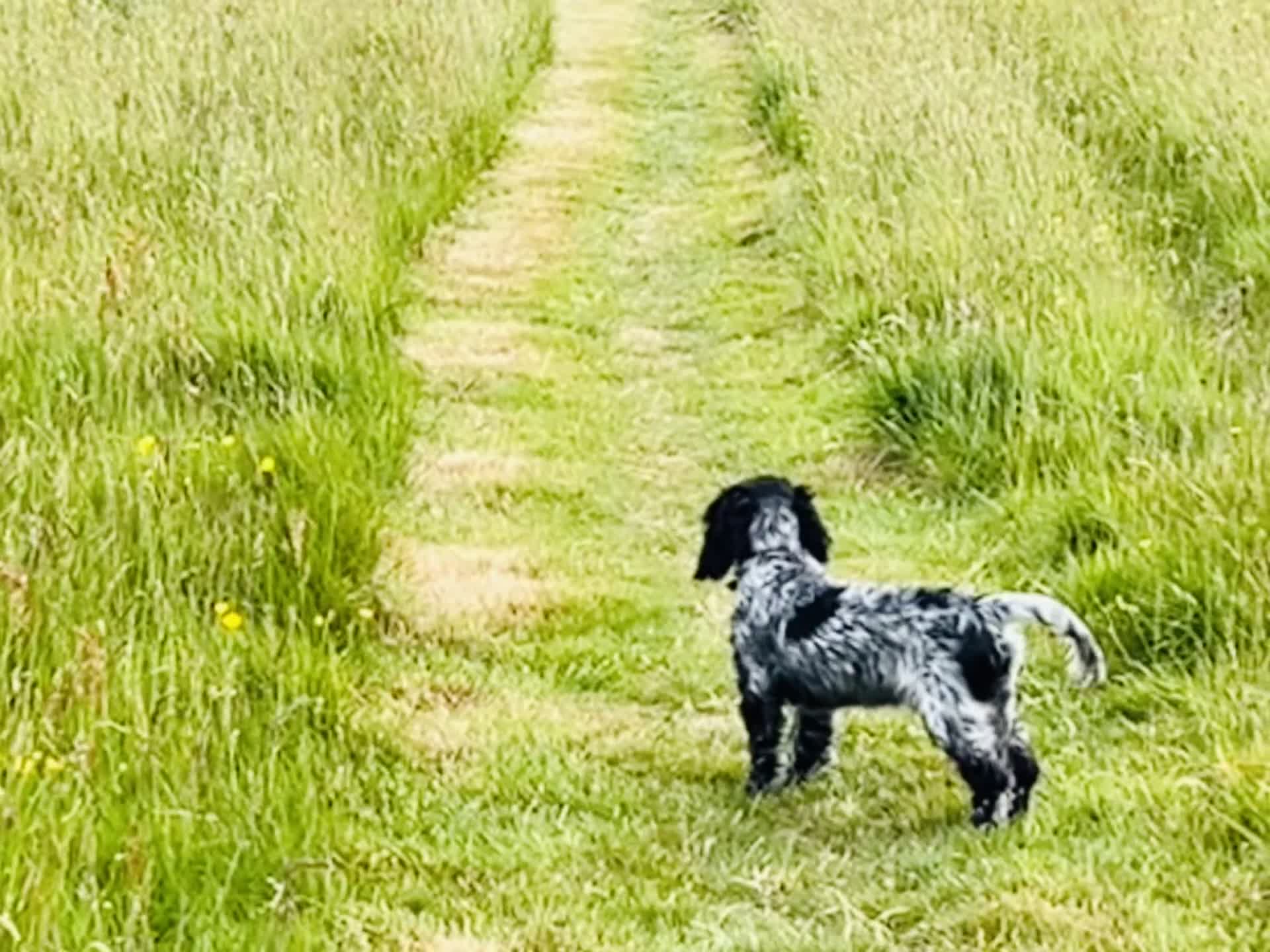 Cocker Spaniel dogs for sale: Stud Spaniel - Blue Roan for sale - Video 1