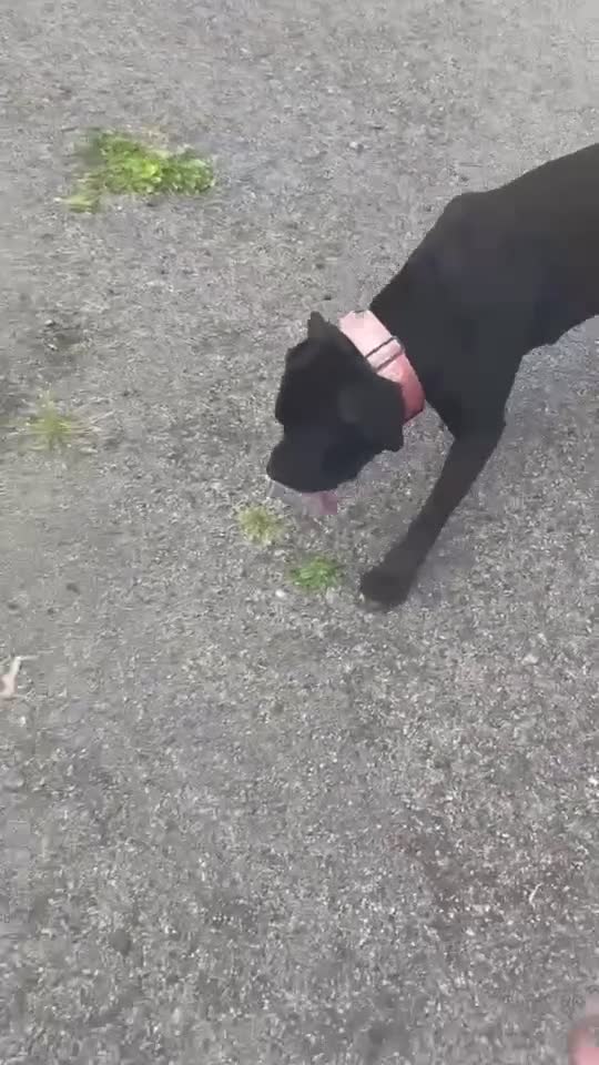 Cane Corso dogs for sale: Cane corso  - Video 4