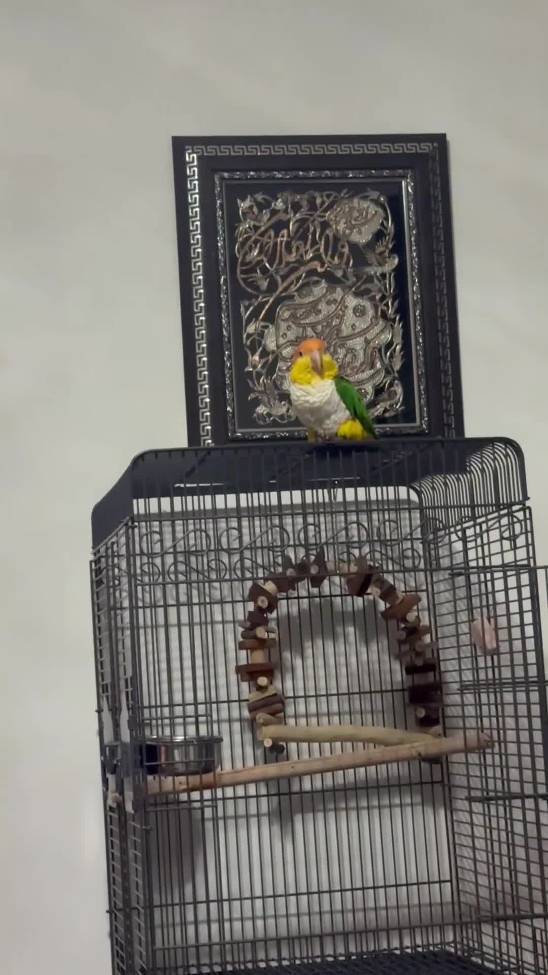 Parrots birds for sale: Stunning 2-Year-Old Caique Very Playful Companion in Bishop's Stortford - Video 1