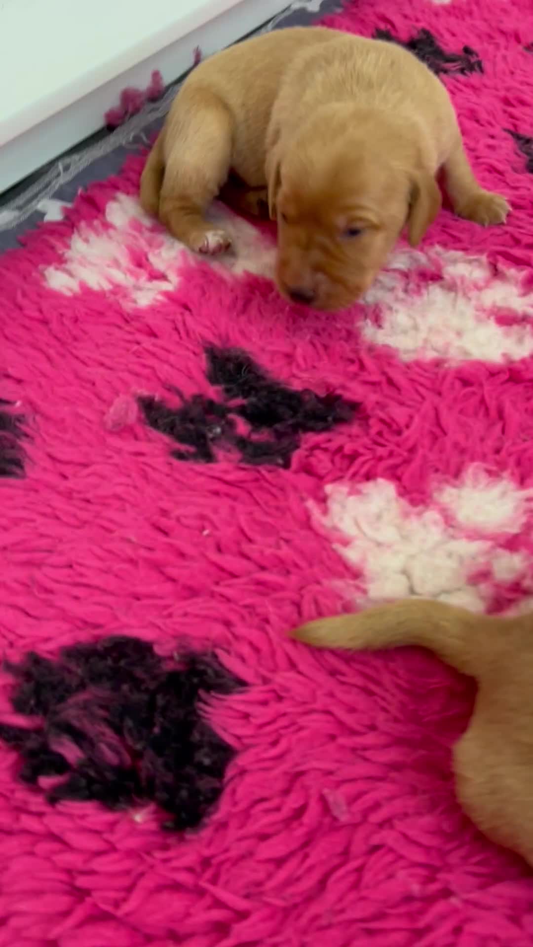 Labrador Retriever dogs for sale: FOX RED LABRADOR PUPPIES  - Video 1