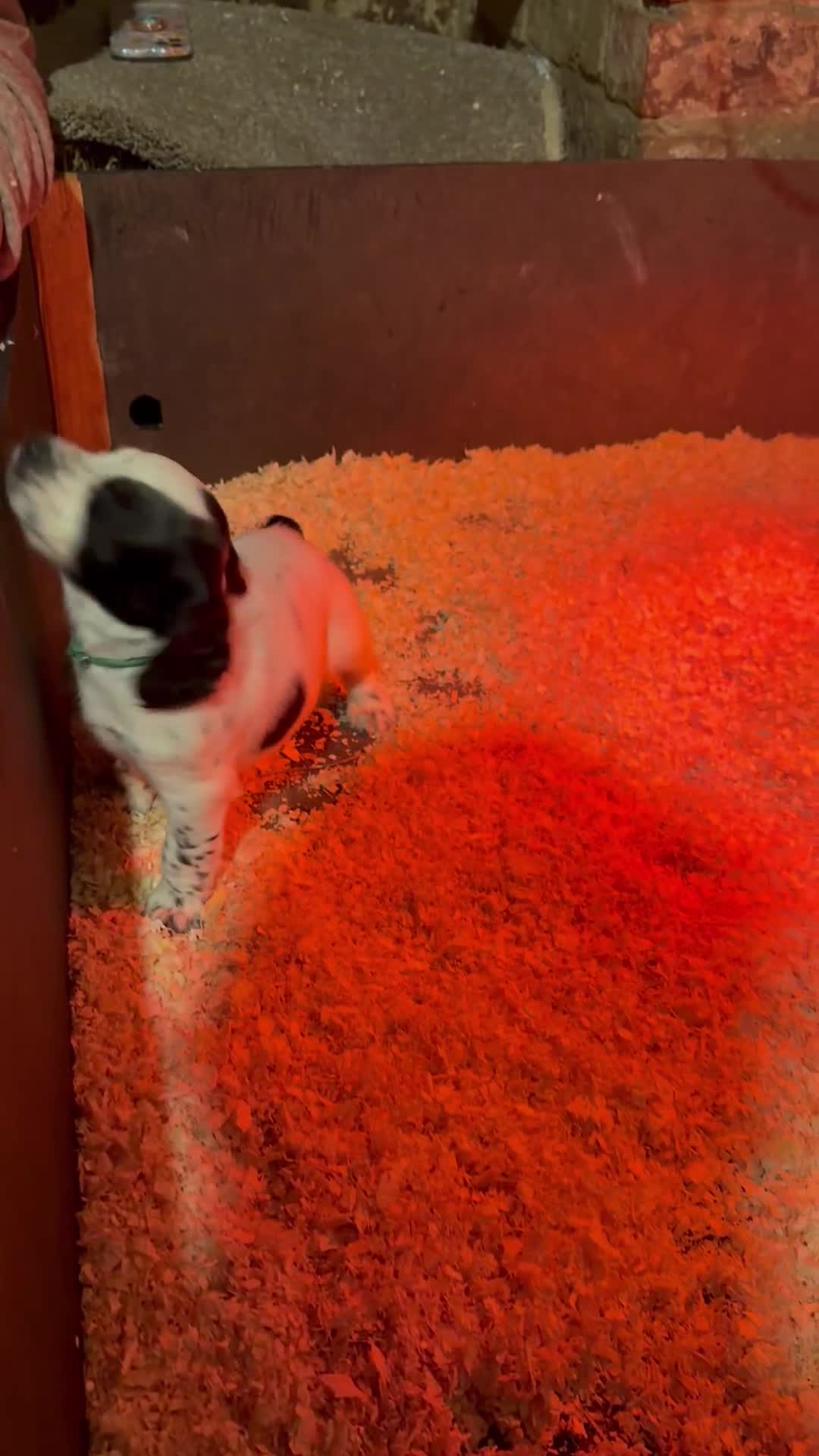 Cocker Spaniel dogs for sale: One blue roan cocker boy left - Video 2