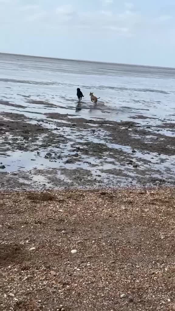 Rottweiler dogs for sale: 🐾 ROTTWEILER LOOKING FOR HIS FOREVER HOME 🐾 - Video 1