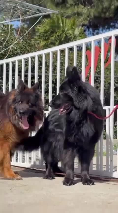 German Shepherd dogs for sale: Stunning German Shepherd Puppies  - Video 1