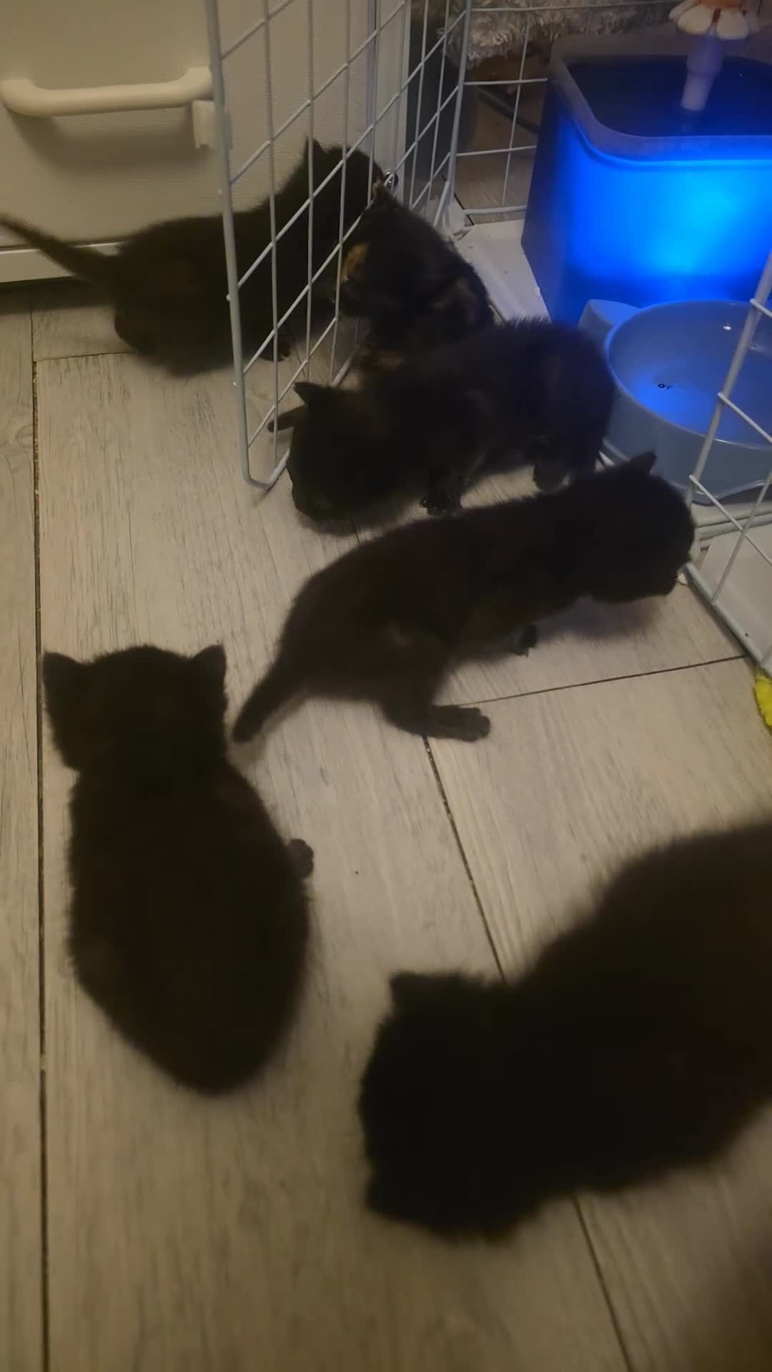 British Shorthair cats for sale: Kittens  - Video 1