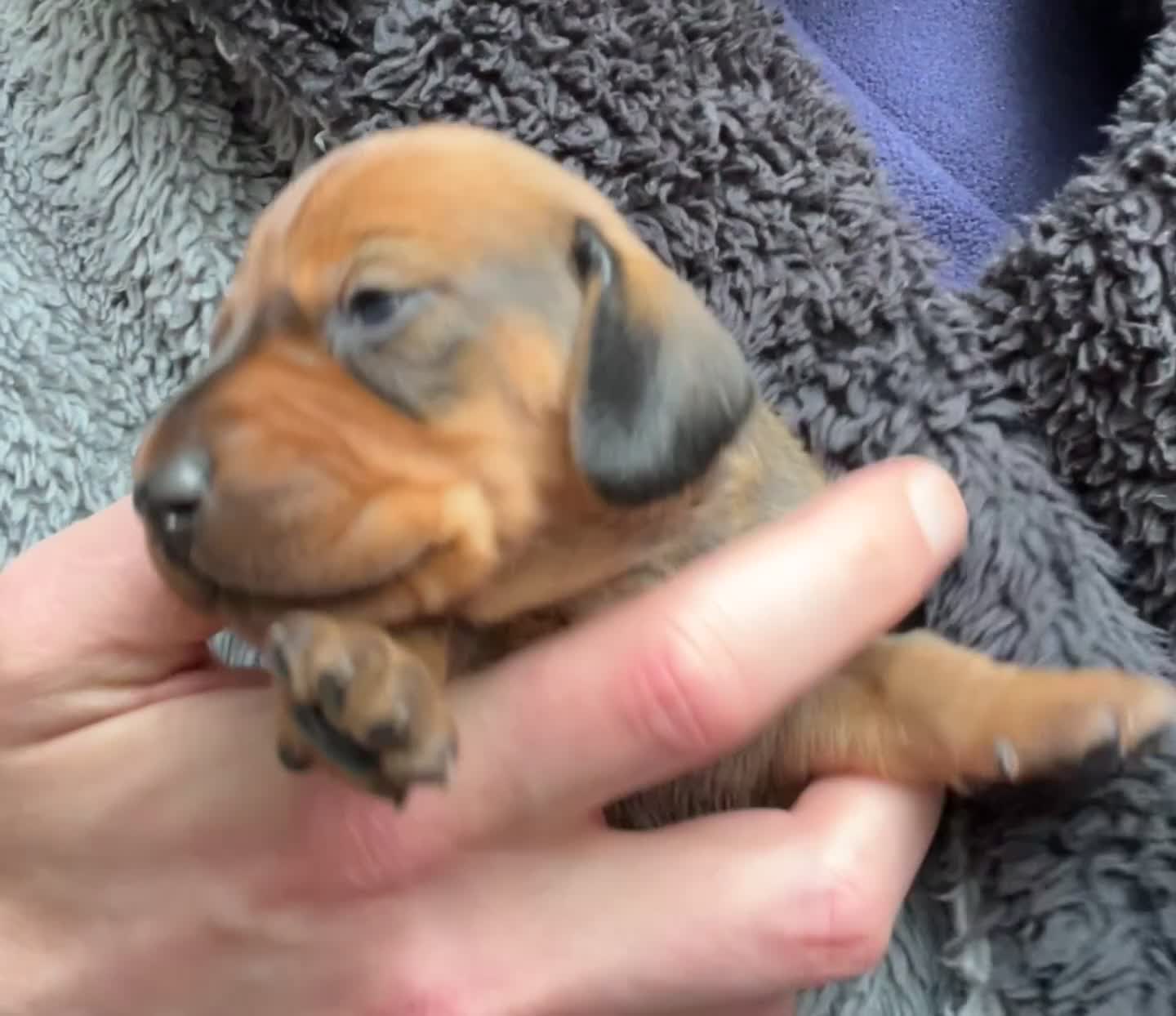 Miniature Dachshund dogs for sale: 1 little shaded red miniature dachshund girl left  - Video 4