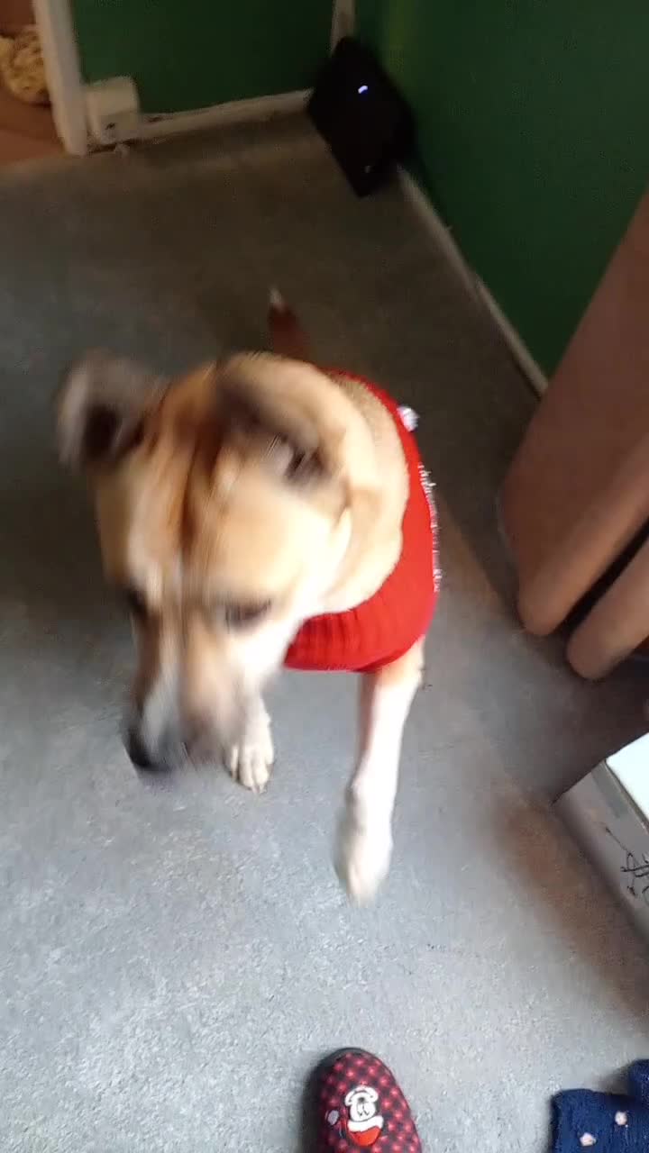 Siberian Husky dogs for sale: Puppys for sale  in Wakefield - Video 1