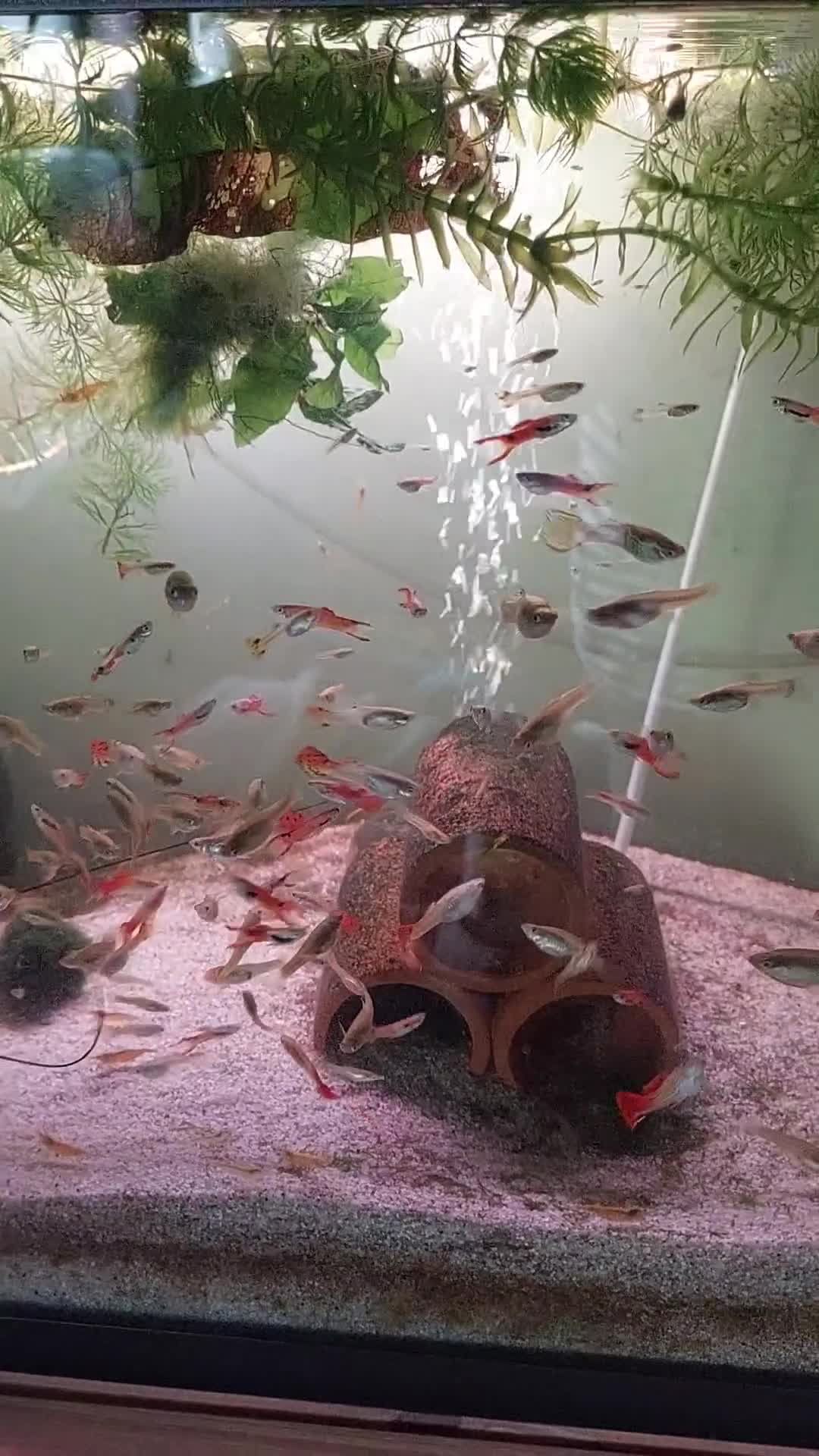Live Bearers fish for sale: Young assorted guppies for sale - Video 1