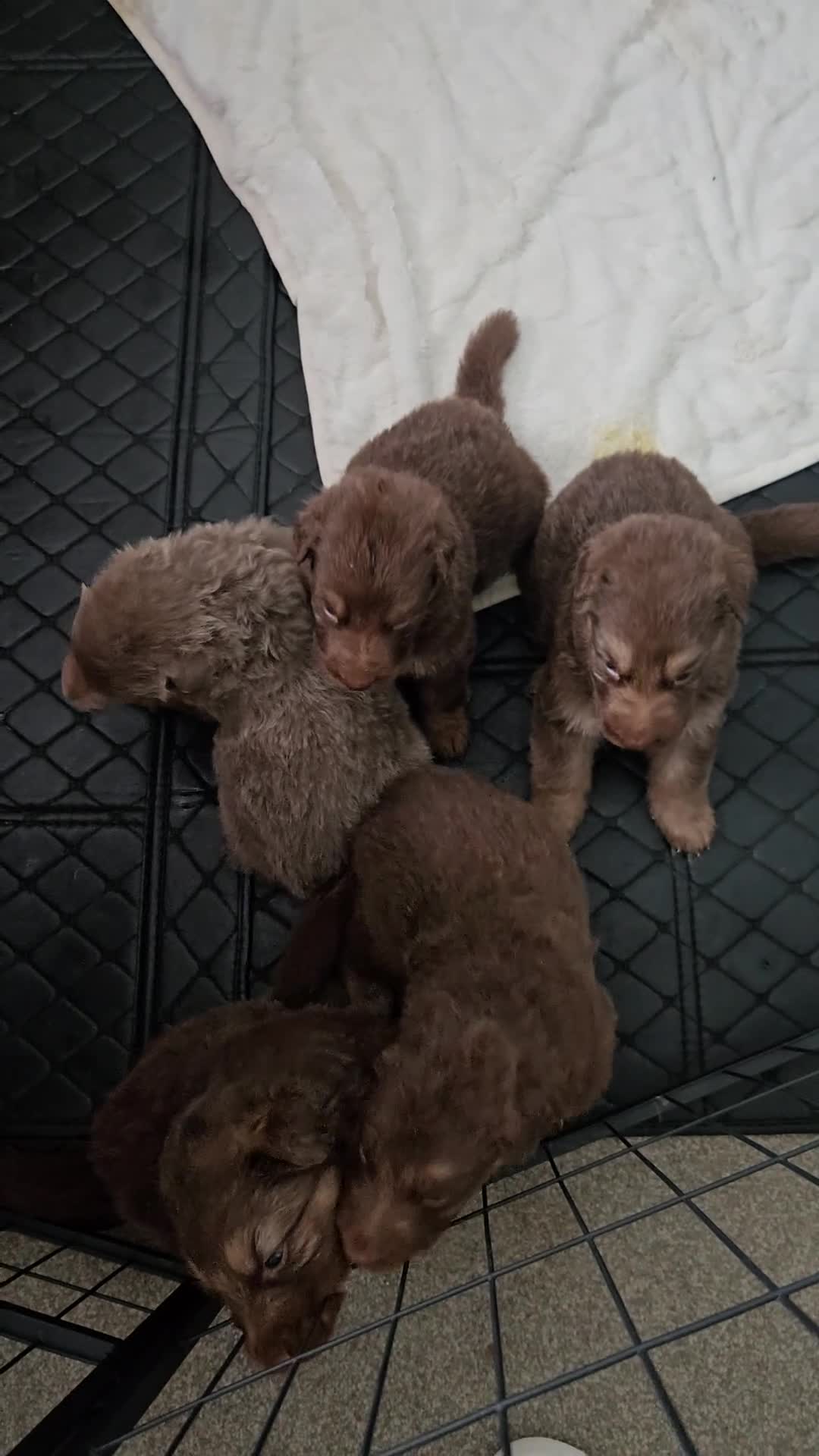 German Shepherd dogs for sale: Rare chocolate and tan and Blue GSD - Video 1