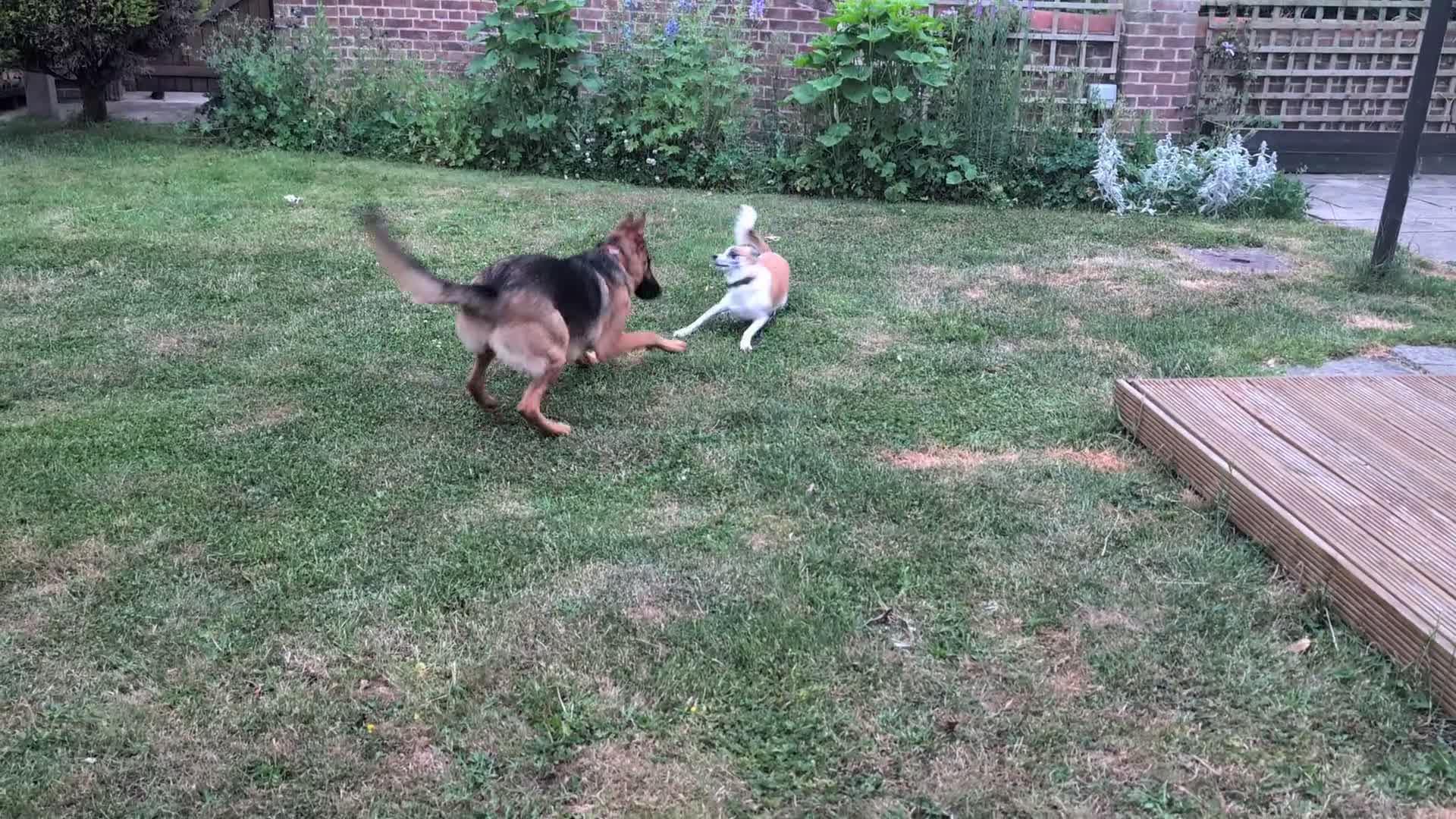 German Shepherd dogs for sale: A beautiful Skye  - Video 1