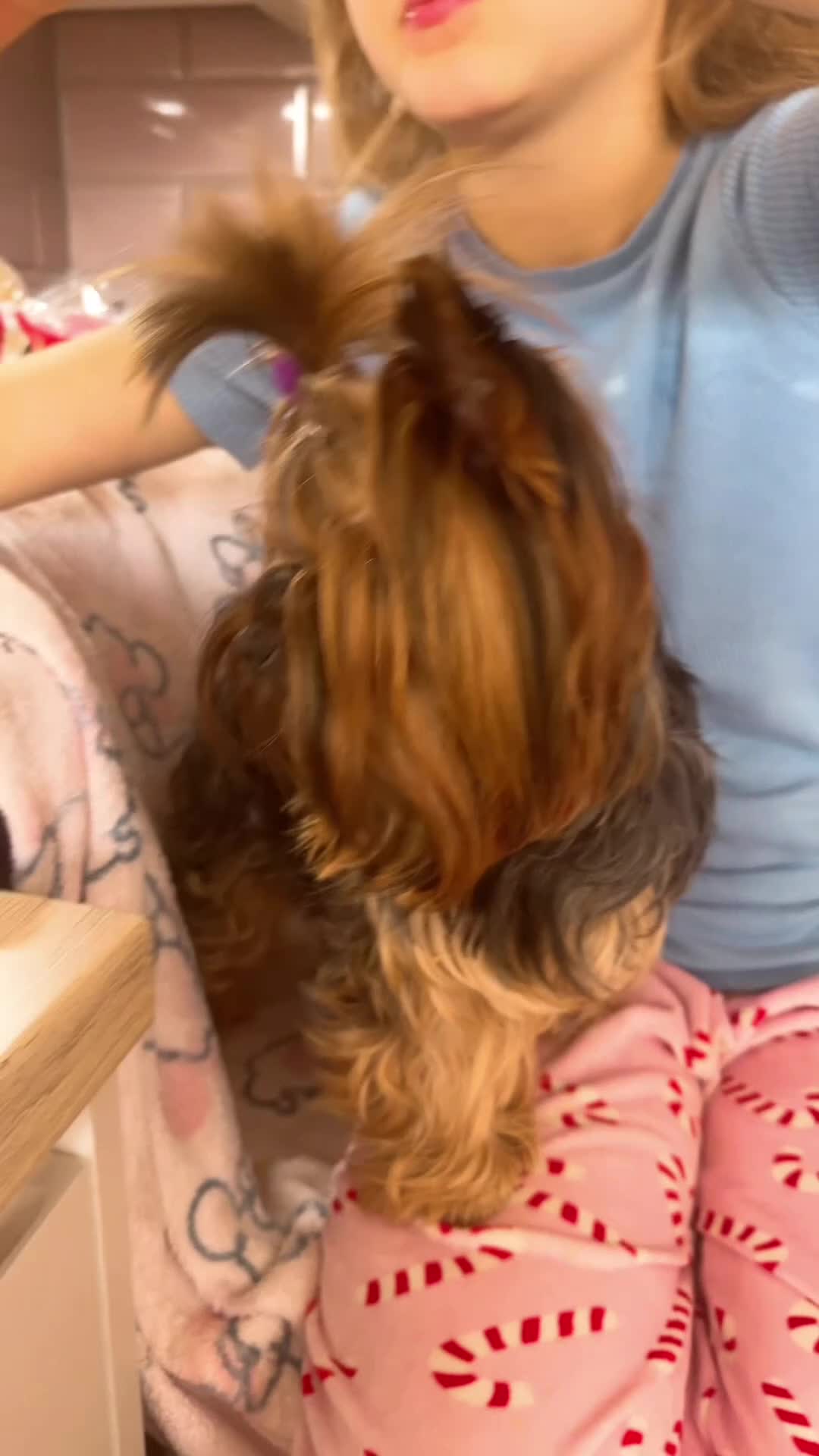 Yorkshire Terrier dogs for sale: Female 🐾 - Video 1