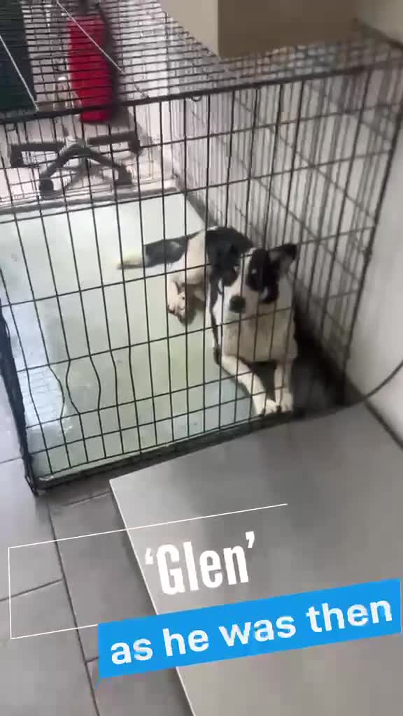 Mixed Breed dogs for adoption: Glen, 5 yrs approx. Available for adoption. in Brixham - Video 1