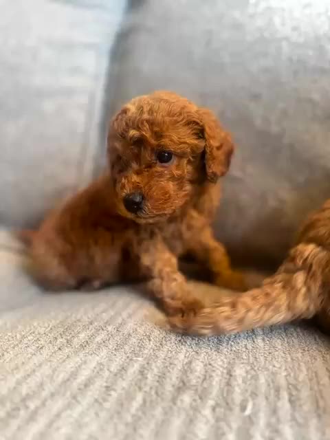 Cockapoo dogs for sale: Cockerpoo  - Video 1