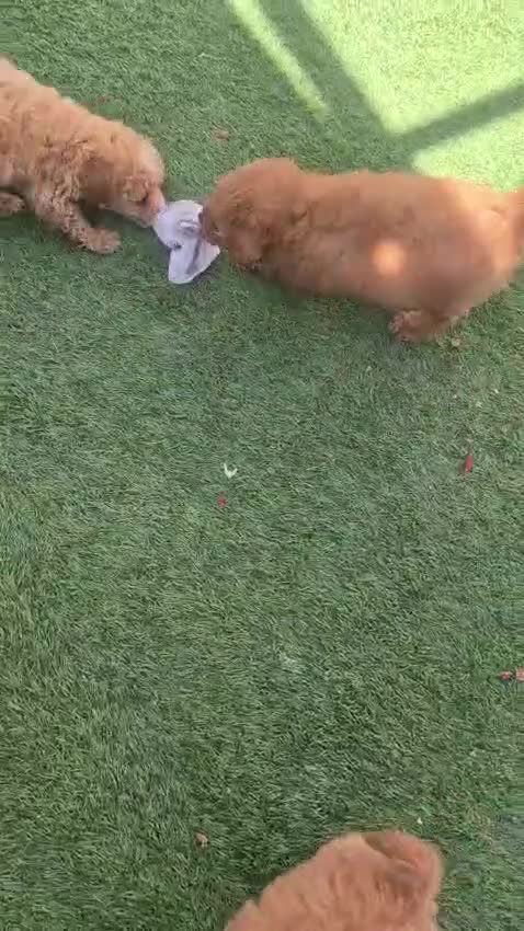 Cavapoo dogs for sale: Toy cavapoos heath checked 100 percent perfect - Video 1