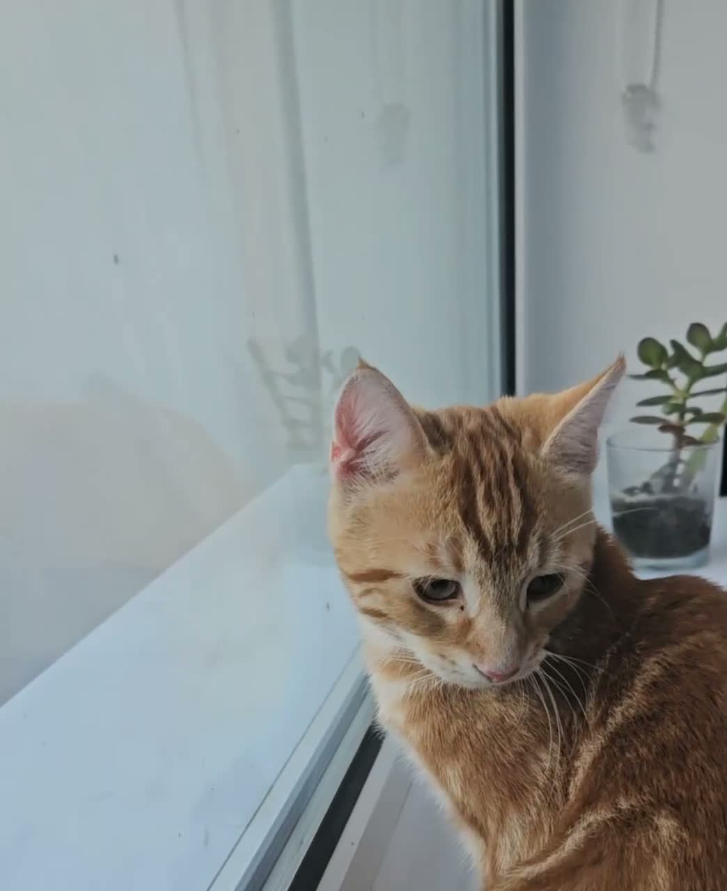 Siberian cats for sale: Stunning kittens ♥️ for someone special.  - Video 2