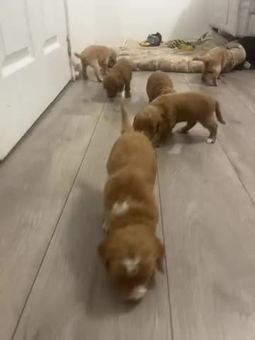 Cockapoo dogs for sale: Cockapoo puppies  - Video 2