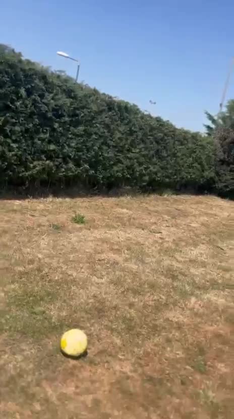 Labrador Retriever dogs for sale: Kc reg fox red labrador  - Video 1