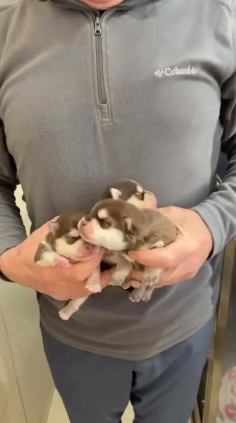 Pomsky dogs for sale: Pomsky Puppy's  in Liverpool - Video 1
