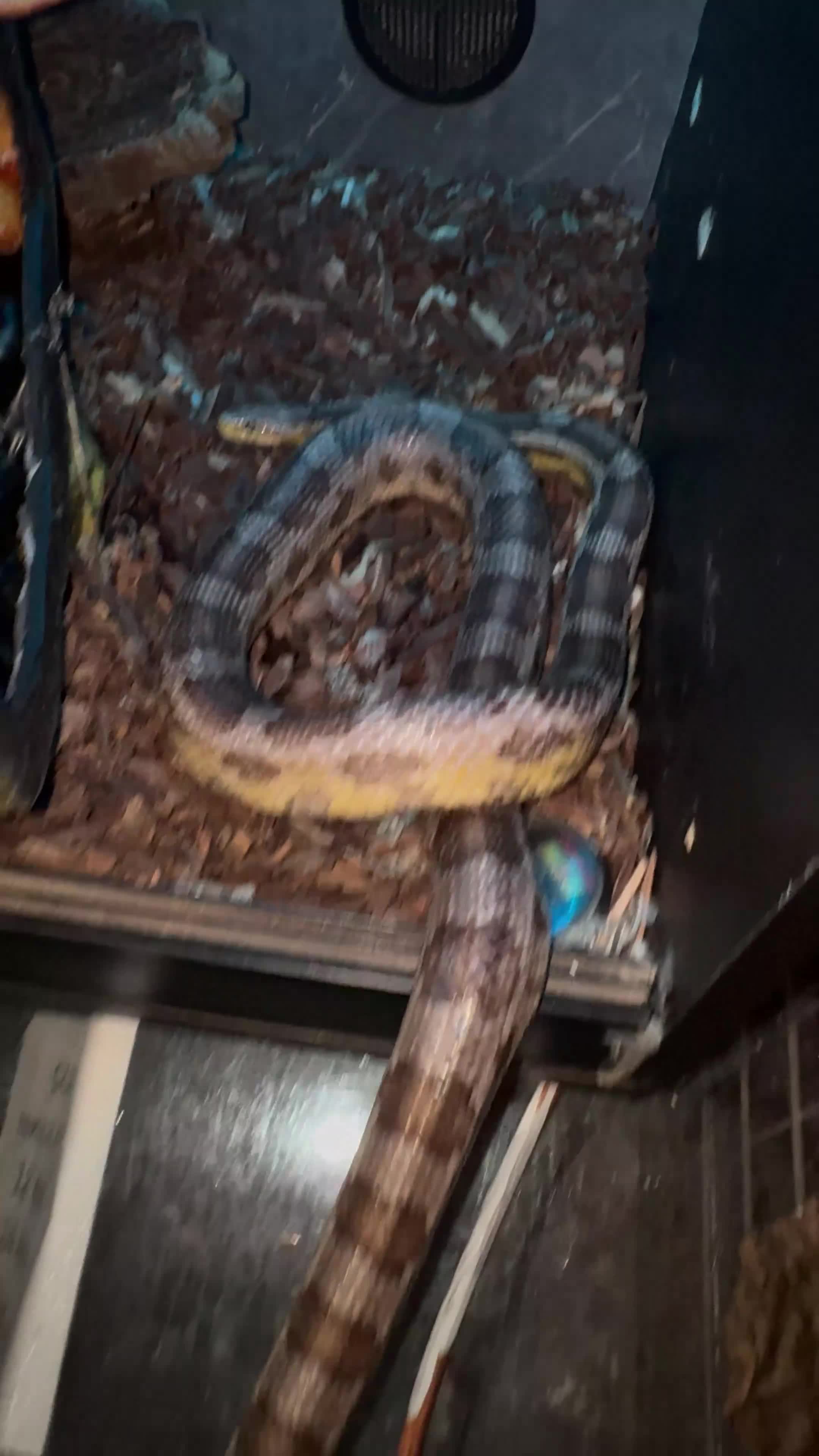 Python Snake reptiles for sale: Corn snake /Royal ball python in Birmingham - Video 2