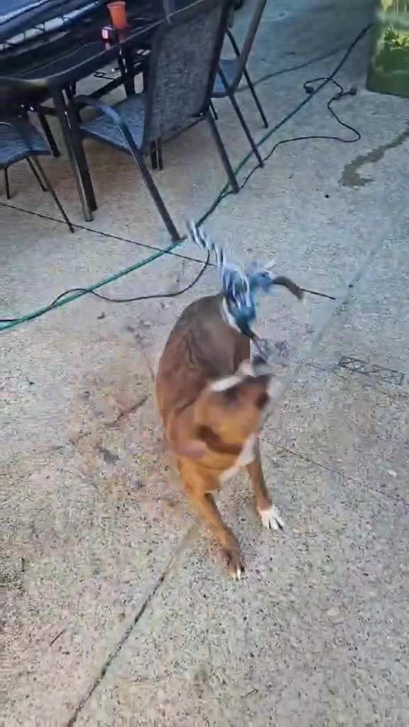 Mixed Breed dogs for sale: 2 year old staffyxbullmastif - Video 1