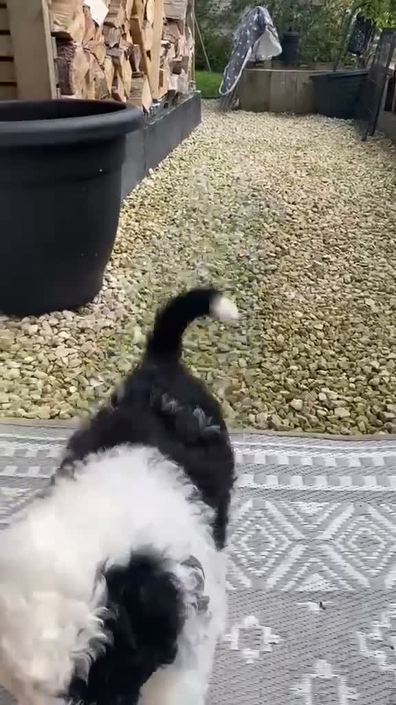 Sheepadoodle dogs for sale: Beautiful F1 Sheepadoodles  - Video 2