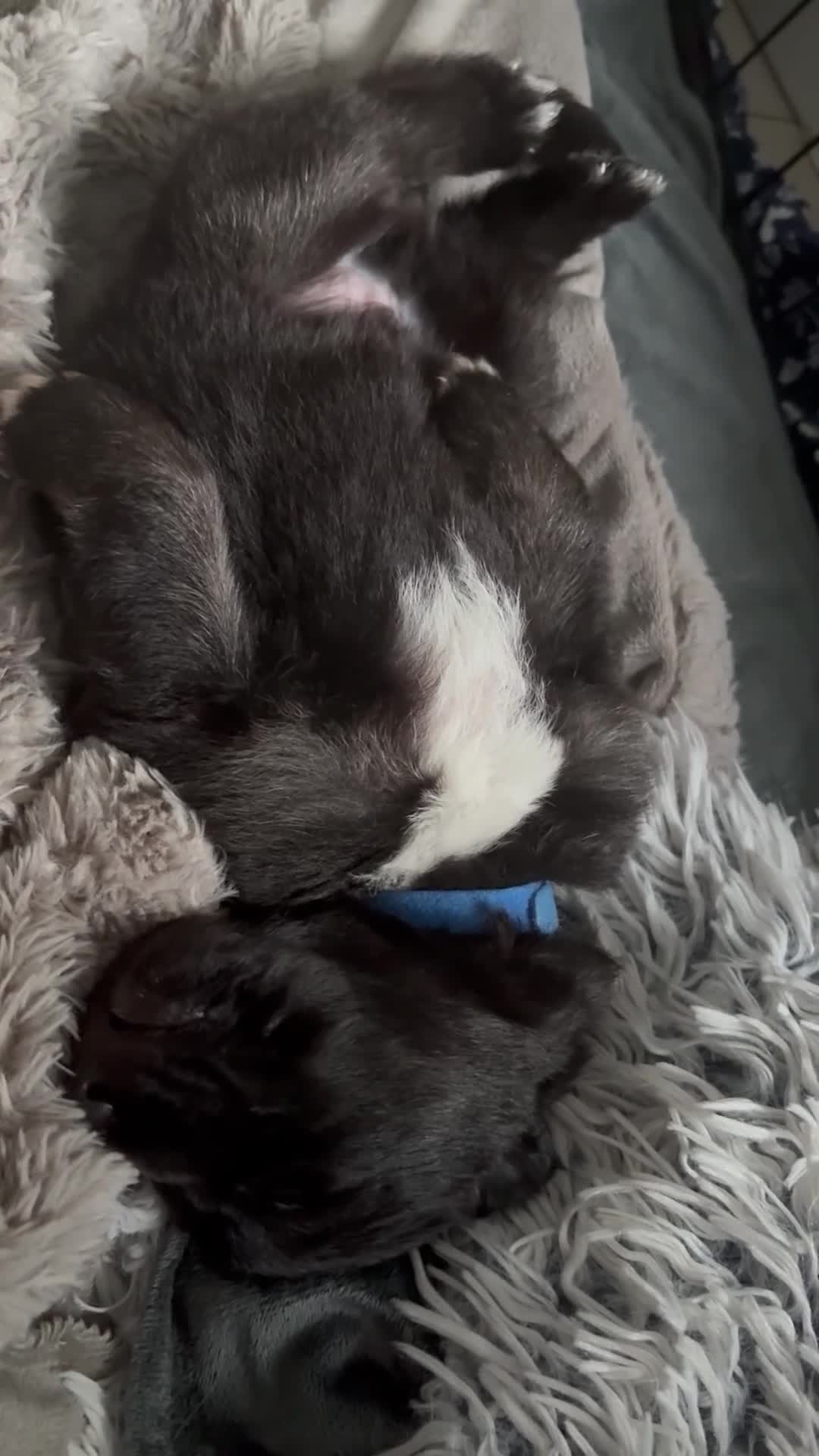 German Shepherd dogs for sale: German Shepard pups for sale - 2 boys 5 girls in Chesterfield - Video 1