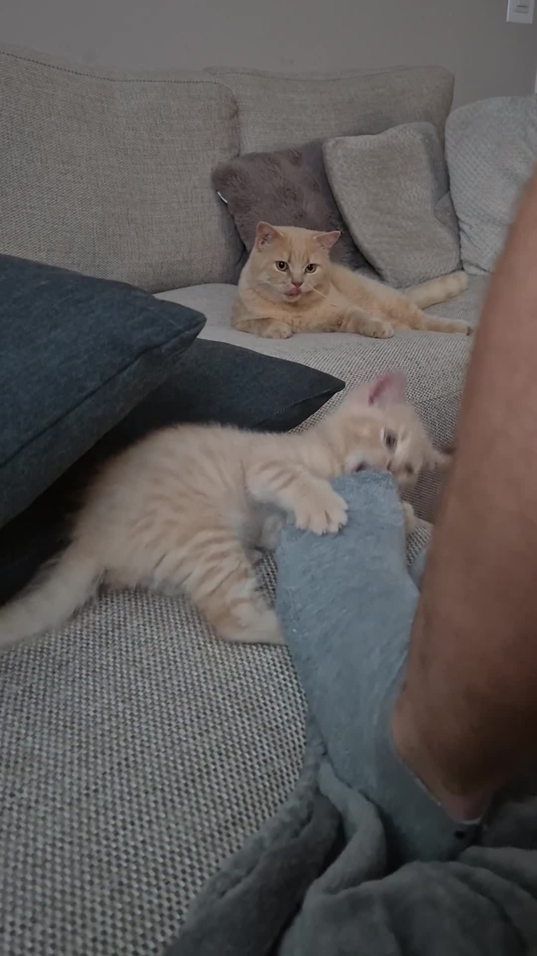 British Shorthair cats for sale: British Shorthair kittens - Video 1