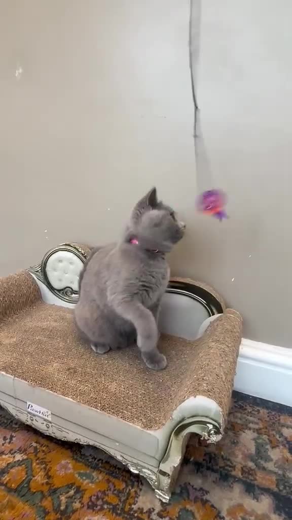 British Shorthair cats for sale: 1 LAST  GORGEOUS British Short Hair Female kitten  - Video 2