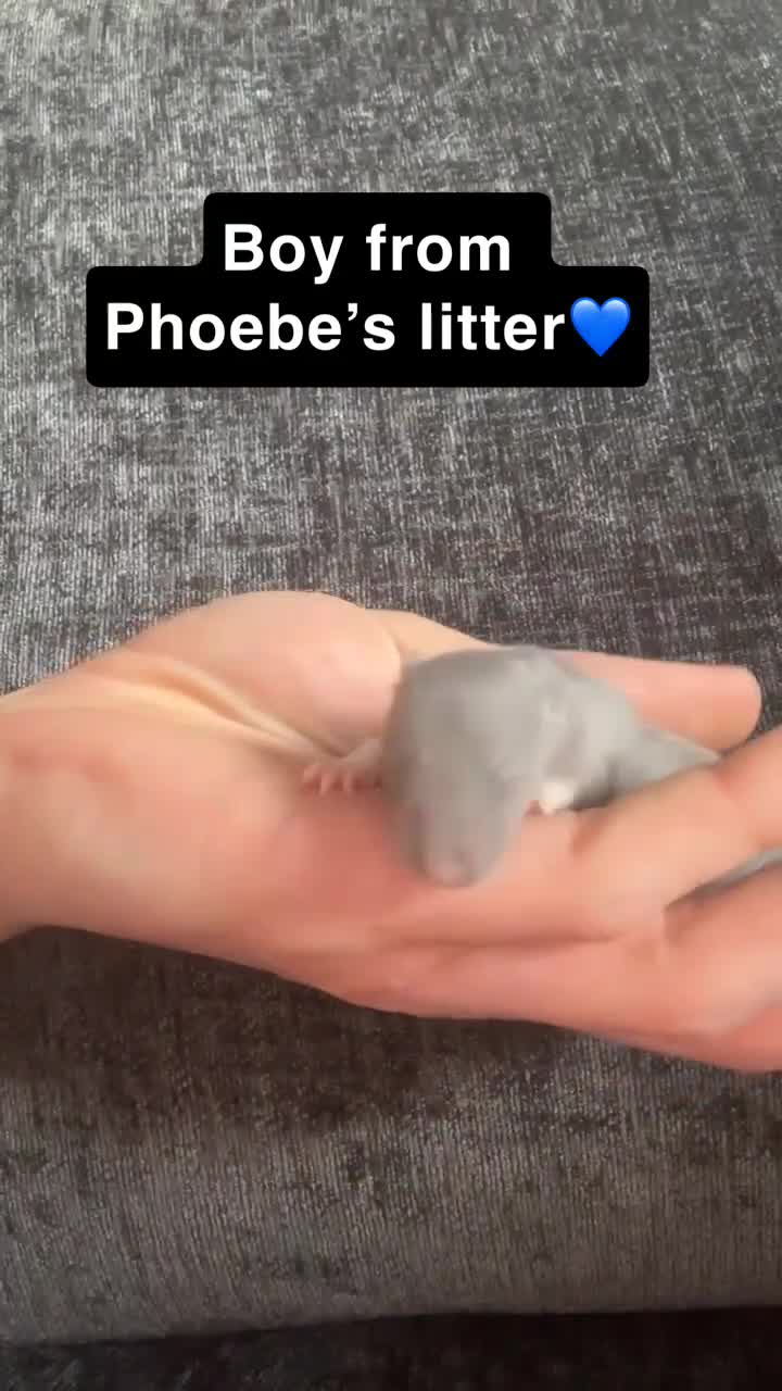 Rat rodents for sale: Pure Siamese and mixed Siamese babies  - Video 1