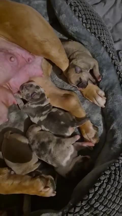 Mixed Breed dogs for sale: Gorgeous litter American bully x  - Video 1