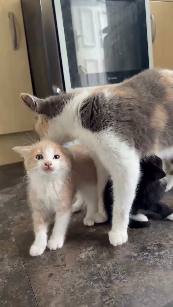 Mixed Breed cats for sale: Playful & Cuddly Kittens – Ready 1 November - Video 3